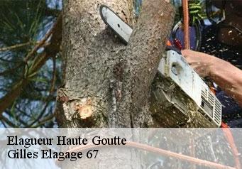 Elagueur  haute-goutte-67130 Gilles Elagage 67