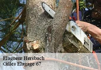 Elagueur  hersbach-67130 Gilles Elagage 67
