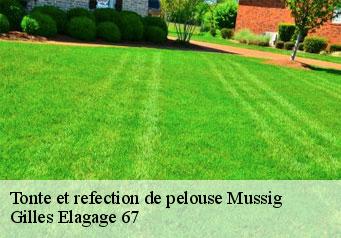 Tonte et refection de pelouse  mussig-67600 Gilles Elagage 67