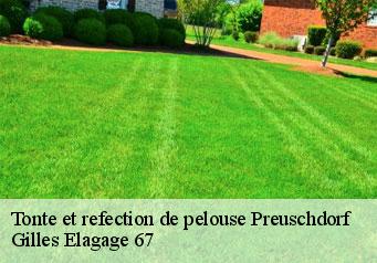 Tonte et refection de pelouse  preuschdorf-67250 Gilles Elagage 67