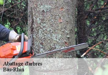 Abattage d'arbres Bas-Rhin 