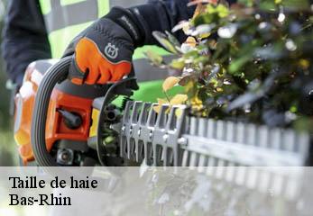Taille de haie Bas-Rhin