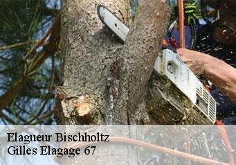 Elagueur bischholtz-67340 Gilles Elagage 67