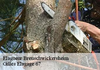 Elagueur  breuschwickersheim-67112 Gilles Elagage 67