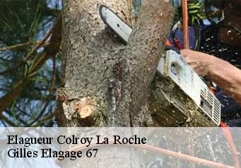 Elagueur colroy-la-roche-67420 Gilles Elagage 67