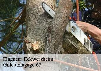 Elagueur eckwersheim-67550 Gilles Elagage 67