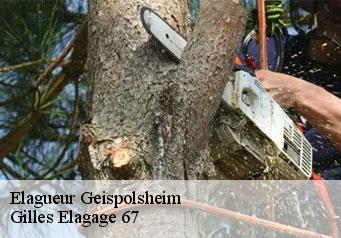 Elagueur geispolsheim-67400 Gilles Elagage 67