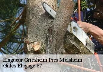Elagueur  griesheim-pres-molsheim-67210 Gilles Elagage 67