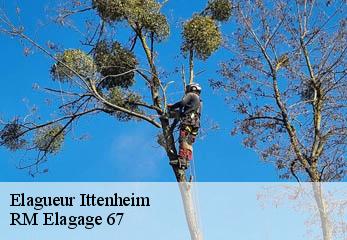 Elagueur ittenheim-67117 RM Elagage 67