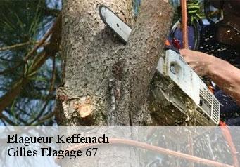 Elagueur keffenach-67250 Gilles Elagage 67