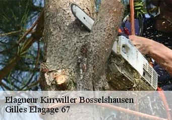 Elagueur kirrwiller-bosselshausen-67330 Gilles Elagage 67
