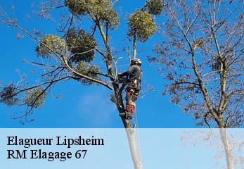 Elagueur lipsheim-67640 RM Elagage 67