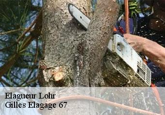 Elagueur lohr-67290 Gilles Elagage 67