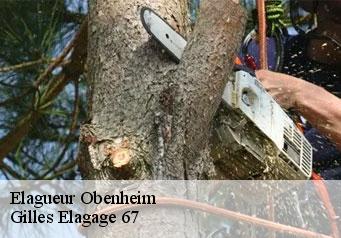 Elagueur obenheim-67230 Gilles Elagage 67