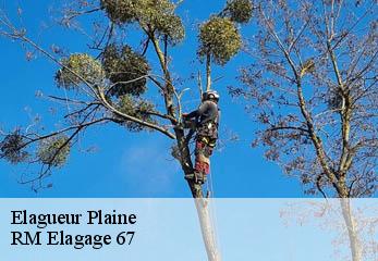 Elagueur plaine-67420 RM Elagage 67