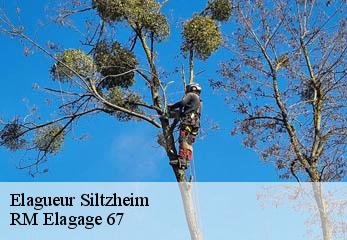 Elagueur siltzheim-67260 RM Elagage 67