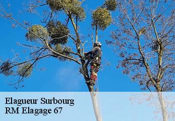 Elagueur surbourg-67250 RM Elagage 67