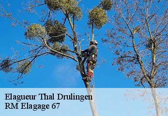 Elagueur thal-drulingen-67320 RM Elagage 67