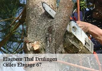 Elagueur thal-drulingen-67320 Gilles Elagage 67