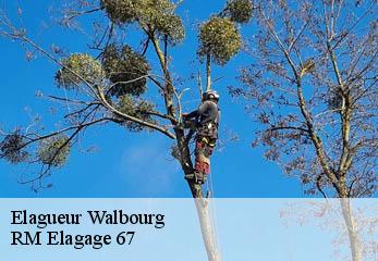 Elagueur walbourg-67360 RM Elagage 67