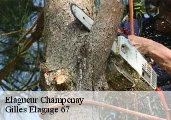 Elagueur  champenay-67420 Gilles Elagage 67