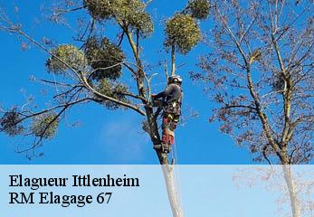 Elagueur ittlenheim-67370 RM Elagage 67
