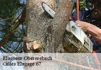 Elagueur oberseebach-67160 Gilles Elagage 67