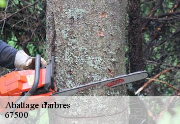 Abattage d'arbres 67500