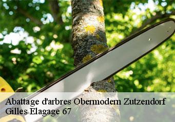 Abattage d'arbres obermodern-zutzendorf-67330 Gilles Elagage 67