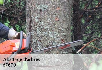 Abattage d'arbres 67670