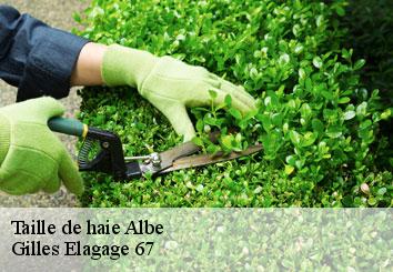 Taille de haie albe-67220 Gilles Elagage 67