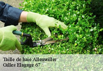 Taille de haie  allenwiller-67310 Gilles Elagage 67