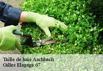 Taille de haie  aschbach-67250 Gilles Elagage 67
