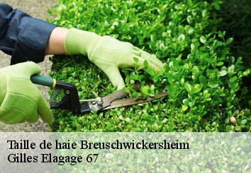 Taille de haie  breuschwickersheim-67112 Gilles Elagage 67