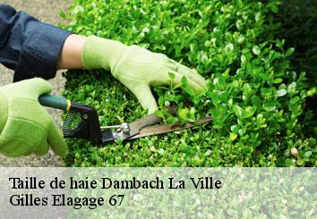 Taille de haie  dambach-la-ville-67650 Gilles Elagage 67