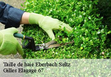 Taille de haie  eberbach-seltz-67470 Gilles Elagage 67