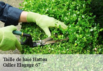 Taille de haie  hatten-67690 Gilles Elagage 67