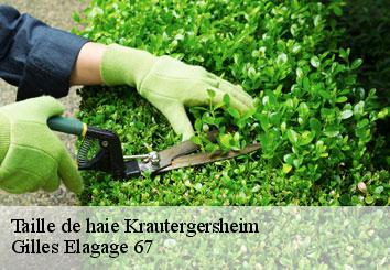 Taille de haie  krautergersheim-67880 Gilles Elagage 67