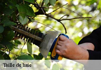 Taille de haie