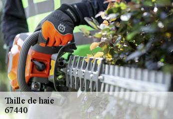 Taille de haie 67440