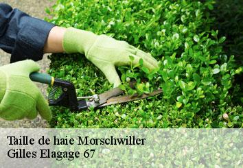 Taille de haie  morschwiller-67350 Gilles Elagage 67