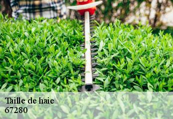 taille-de-haie