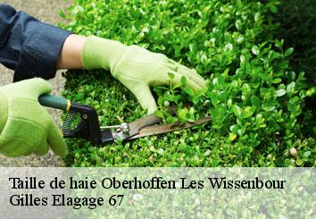 Taille de haie  oberhoffen-les-wissenbour-67160 Gilles Elagage 67