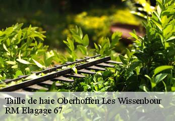 Taille de haie oberhoffen-les-wissenbour-67160 RM Elagage 67