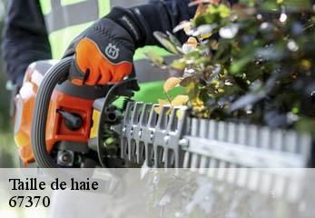 Taille de haie 67370