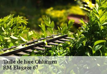 Taille de haie ohlungen-67590 RM Elagage 67