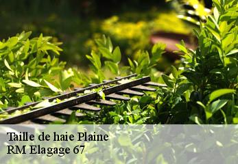 Taille de haie plaine-67420 RM Elagage 67