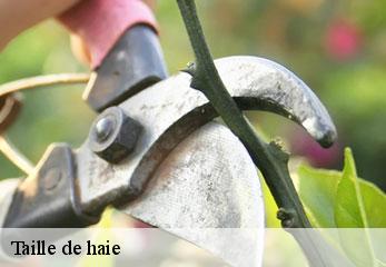 taille-de-haie