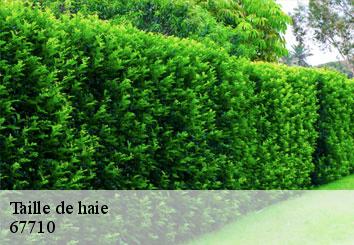 Taille de haie 67710