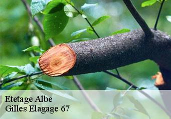 Etetage  albe-67220 Gilles Elagage 67